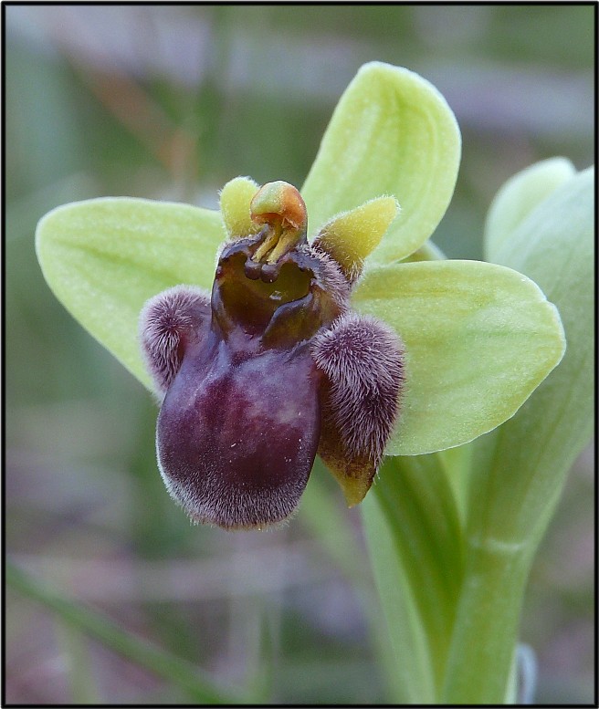 Ophrys tenthredinifera.